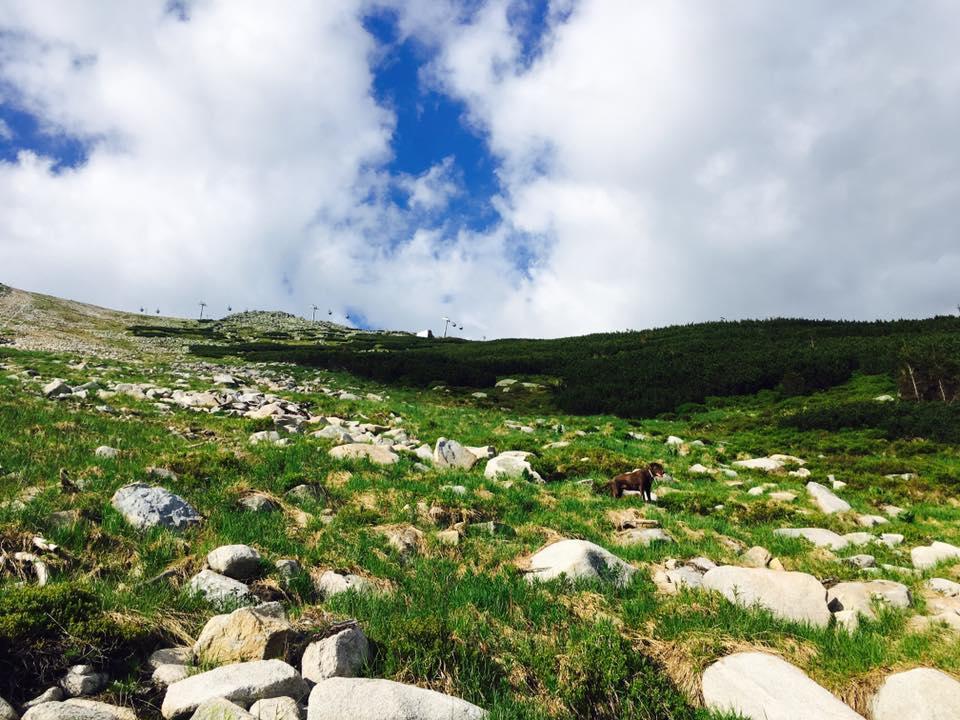 Chata Kosodrevina - Turisticka Ubytovna Tale Dış mekan fotoğraf